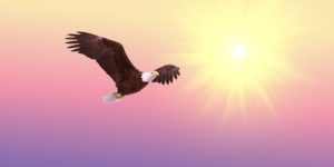 Selbstbewusstsein stärken - Bild von einem Adler