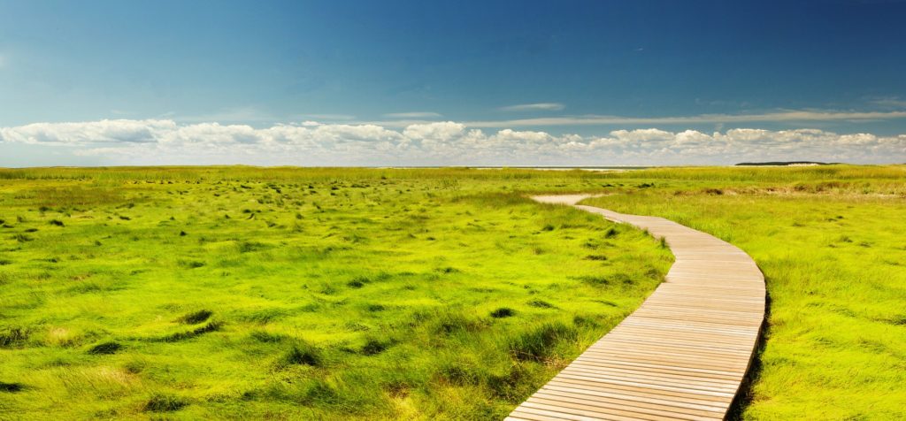 Bewegung in krisenreichen Zeiten - Bild von einem Weg in grüner Landschaft Bewegung in krisenreichen Zeiten - Bild von einem Weg in grüner Landschaft